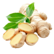 vecteezy_fresh-ginger-root-with-leaves-isolated-on-a-clean_55389090